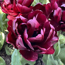 Load image into Gallery viewer, Black Peony

