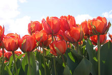 Load image into Gallery viewer, Queensday
