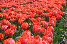 Load image into Gallery viewer, Queensday
